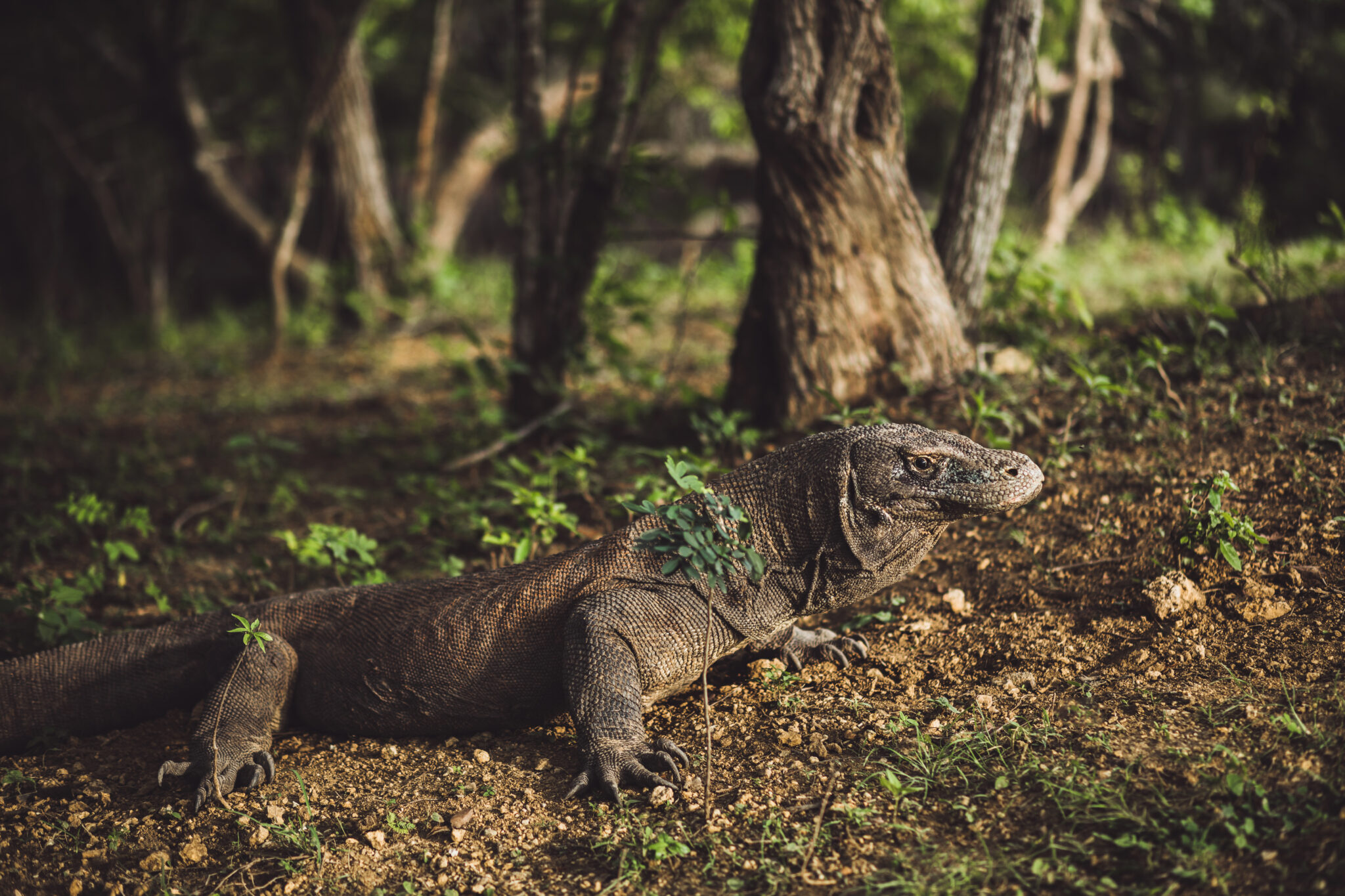 Komodo dragon close -up, scientific name: Varanus komodoensis. Natural habitat. Indonesia, Rinca Island